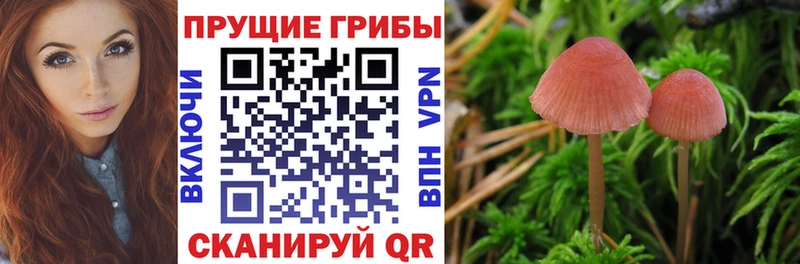 Купить  Белоярский  Галлюциногенные грибы GOLDEN TEACHER 